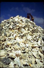 Local boys climb mountain of conch shells, Bonaire