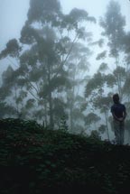 Jamaica, hiking in Blue Mountains coffee plantation
