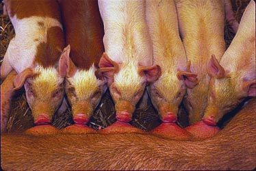 Hungry piglets, Martha's Vineyard County Fair